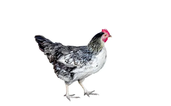 Image Variegated Chicken White Background — Stock Photo, Image