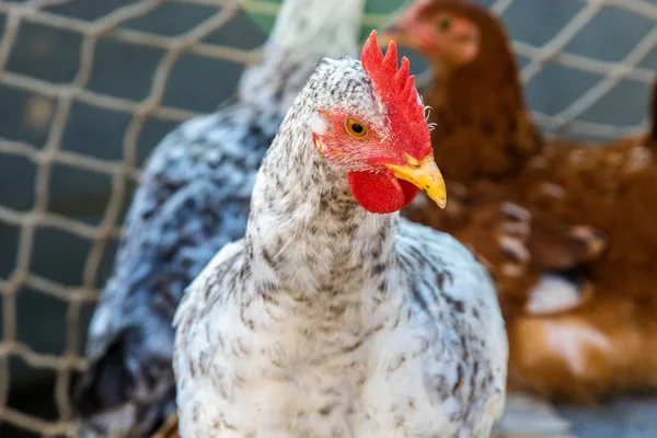 Ετερόκλητο Κοτόπουλα Που Βόσκουν Στην Αυλή Αγροκτήματος — Φωτογραφία Αρχείου