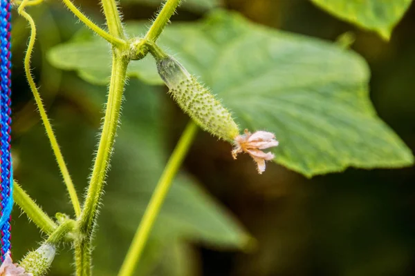 Image Small Young Cucumber Flower Greenhouse — Stock Photo, Image