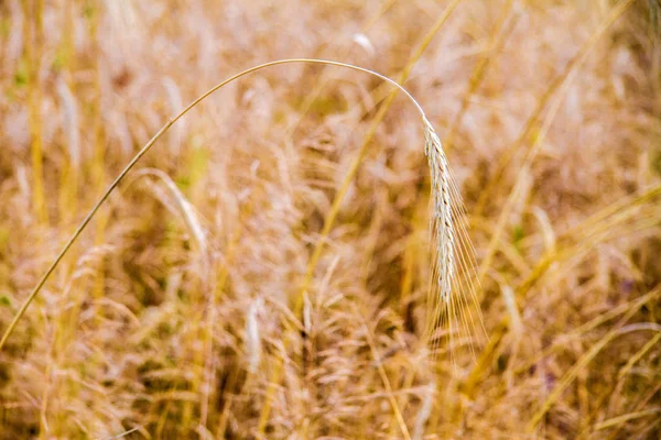 小麦穗在田间的图像下垂 — 图库照片
