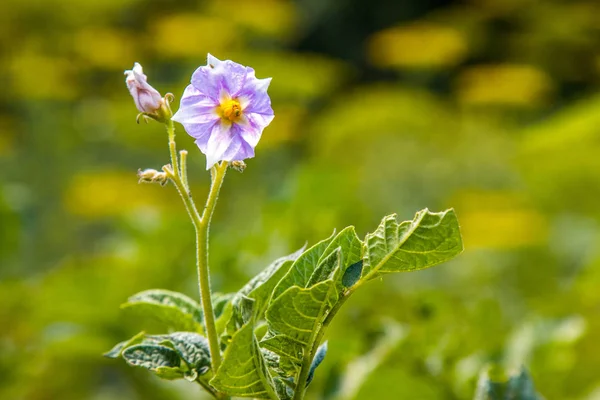 花园里年轻马铃薯的紫色花灌木 — 图库照片