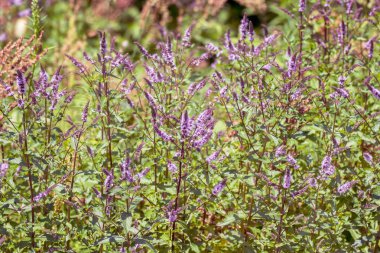 bahçede büyüyen nane bitki çiçek resim
