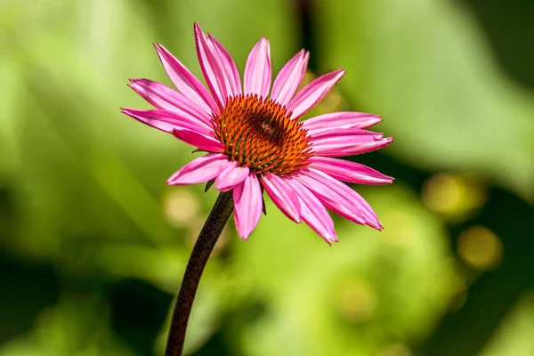 Imagen Una Hermosa Flor Echinacea Púrpura Jardín —  Fotos de Stock