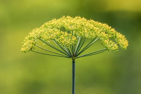 Görüntü Baharatlı Bitki Çiçek Açması Dereotu Bahçede — Stok fotoğraf