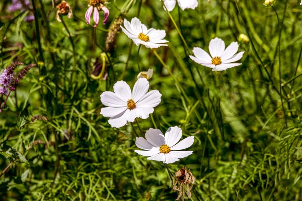 庭で美しい白 Kosmeya 花のイメージ — ストック写真