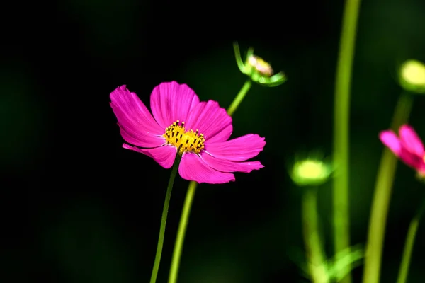Εικόνα Από Ένα Όμορφο Kosmeya Λουλούδι Στον Κήπο — Φωτογραφία Αρχείου