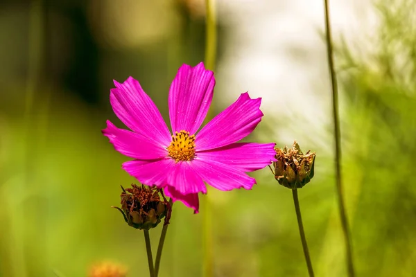 庭で美しい Kosmeya 花のイメージ — ストック写真