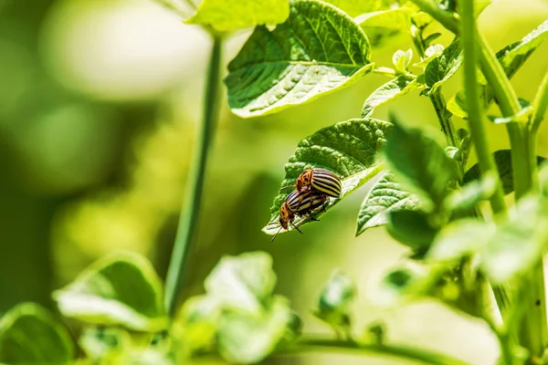 两只科罗拉多甲虫坐在绿叶上的图像 — 图库照片