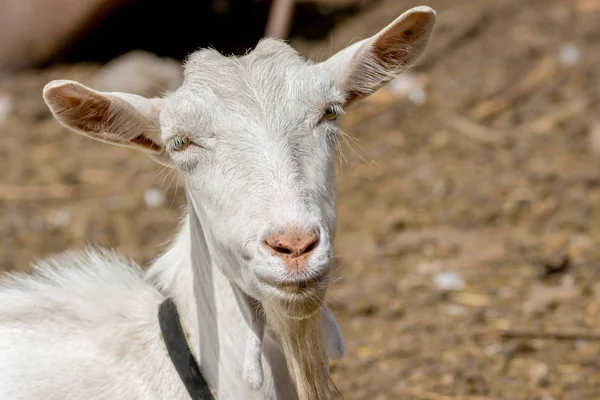 Image Pet White Goat Horns — Stock Photo, Image