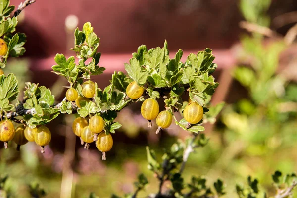 Immagine Bacche Uva Spina Mature Maturano Sui Cespugli Giardino — Foto Stock