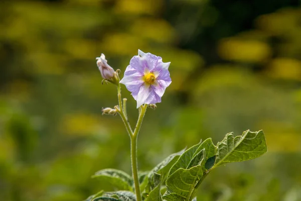 Afbeelding Paarse Bloem Bush Van Jonge Aardappelen Tuin — Stockfoto