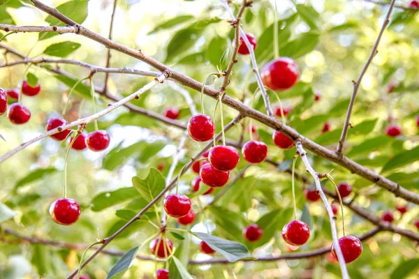 Image Red Ripe Cherries Tree Garden — Stock Photo, Image