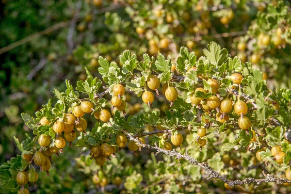 Bild Reife Stachelbeeren Reifen Auf Sträuchern Garten — Stockfoto