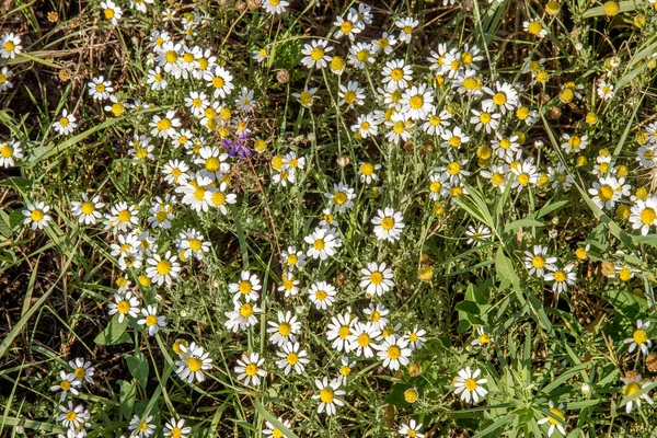 Image Field Flower Small Daisy Meadow — Stock Photo, Image