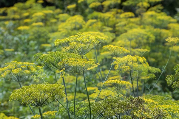 Image Spicy Plant Blossoming Dill Garden — Stock Photo, Image