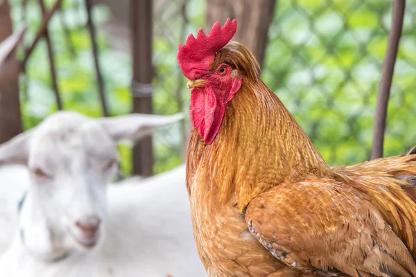 Imagen Gran Gallo Guapo Caminando Por Patio Granja — Foto de Stock