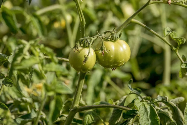 Image Droplet Morning Dew Green Tomatoe — Stock Photo, Image