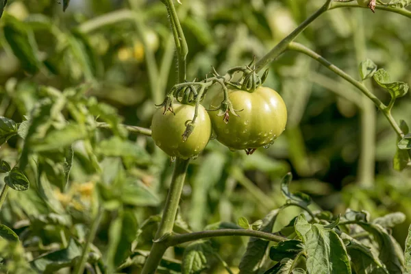 Tomatoe 上一滴晨露的影像 — 图库照片