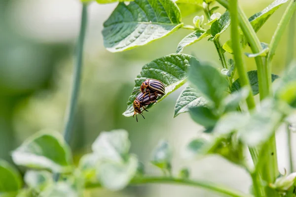 Ein Bild Von Zwei Buntkäfern Die Auf Einem Grünen Kartoffelblatt — Stockfoto