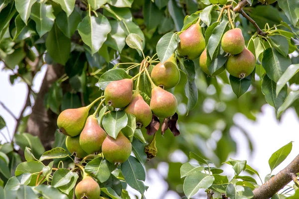 Image Ripening Red Pear Tree Garden — Stock Photo, Image