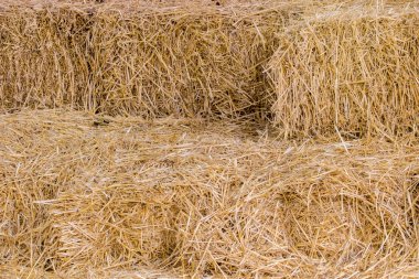 sarı saman balya doğal bir arka plan görüntüsü