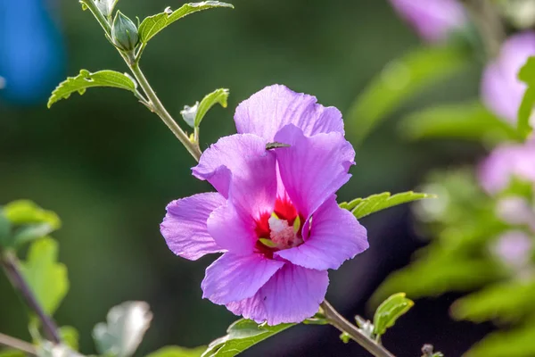 Image Beautiful Flower Chinese Hibiscus Purple — Stock Photo, Image