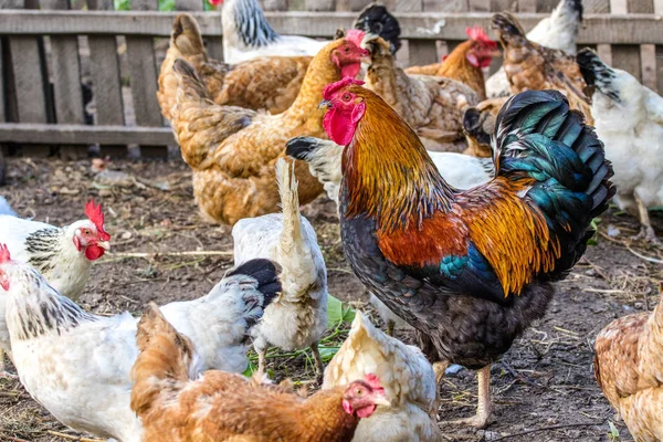 Image Poulet Coq Plumes Sur Pâturage — Photo