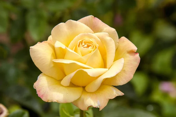 Bild Einer Schönen Gelben Rose Die Garten Blüht — Stockfoto