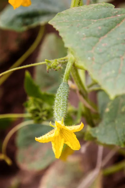 Image Small Young Cucumber Flower Greenhouse — Stock Photo, Image