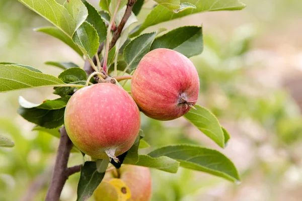 Image Apples Tree Branch Blush Garden — Stock Photo, Image