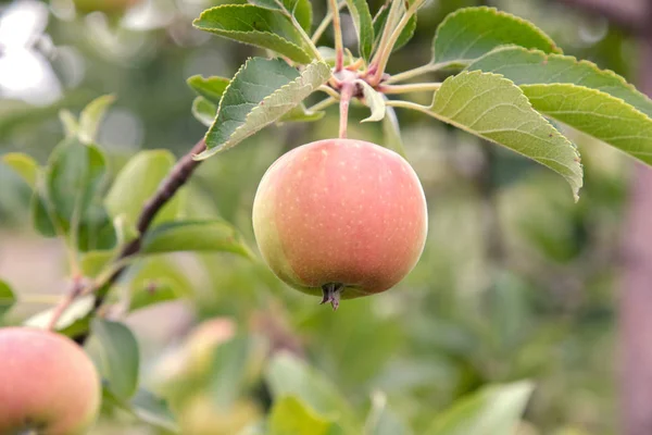 Image Apples Tree Branch Blush Garden — Stock Photo, Image