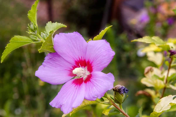 Image Beautiful Flower Chinese Hibiscus Purple — Stock Photo, Image