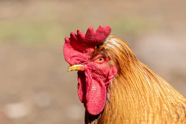 Obrázek Velký Hezký Rooster Procházel Selský Dvůr — Stock fotografie