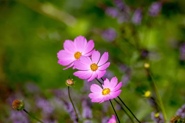 Изображение Красивого Цветка Космея Саду — стоковое фото