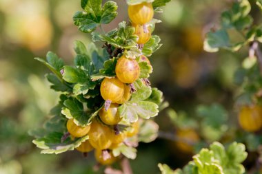 Bahçe çalıların üzerinde görüntü olgun Bektaşi üzümü meyveler olgunlaşır