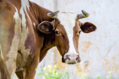 bir hayvan kahverengi boynuzlu inek görüntünün etrafına baktı