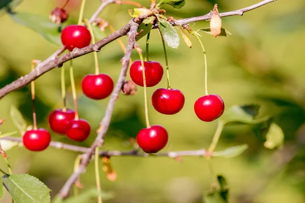 Image Red Ripe Cherries Tree Garden — Stock Photo, Image