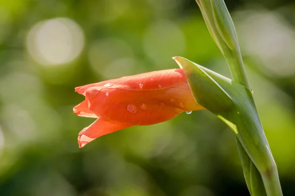 Bild Einer Geschlossenen Roten Gladiolenknospe Mit Tautropfen — Stockfoto