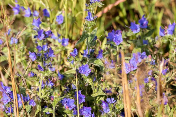 Image Fond Champ Fleurs Bleues Sur Une Prairie — Photo