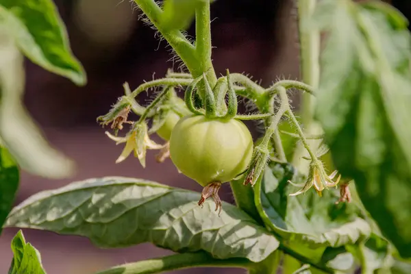 Image Droplet Morning Dew Green Tomatoes — Stock Photo, Image