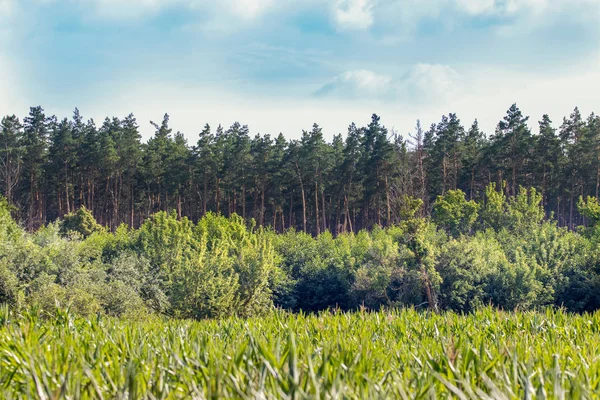 Afbeelding Van Rand Van Het Dennenbos Van Dennen — Stockfoto