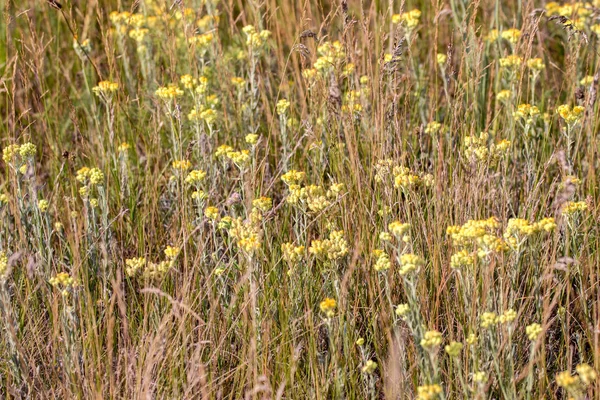 Obrázek Pozadí Oblasti Žluté Květy Louce — Stock fotografie