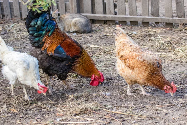 Gambar Ayam Berbulu Dan Ayam Jantan Pada Grazin — Stok Foto