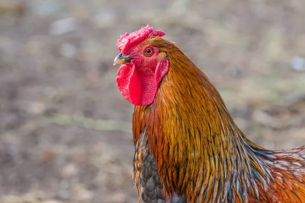 image of a feathery bird colorful cock on a walking
