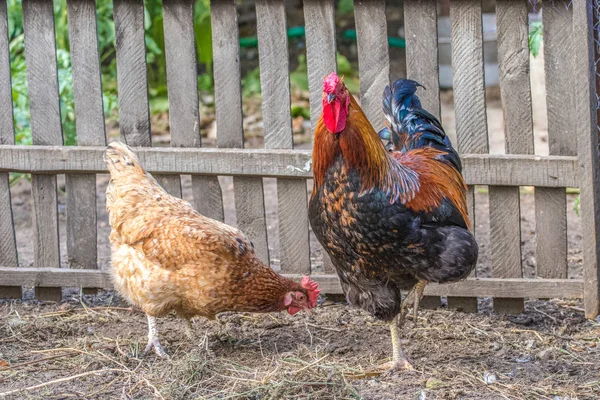 Bild Von Gefiederten Hühnern Und Hähnen Auf Der Weide — Stockfoto