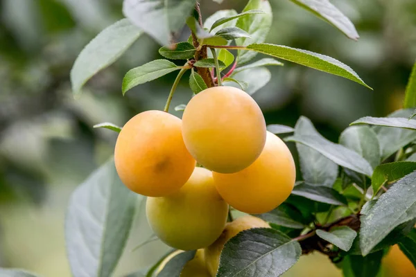 Image Sweet Yellow Plum Ripens Tree Garde — Stock Photo, Image