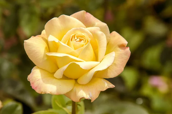 Image Une Belle Rose Jaune Fleurissant Dans Jardin — Photo