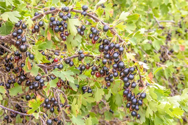 Imagen Manojo Grosella Negra Madura Arbusto Jardín —  Fotos de Stock