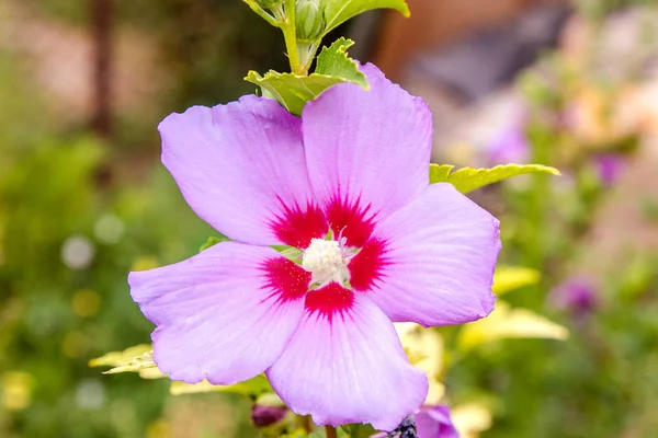 Imaginea Unei Flori Frumoase Chineză Hibiscus Violet — Fotografie, imagine de stoc