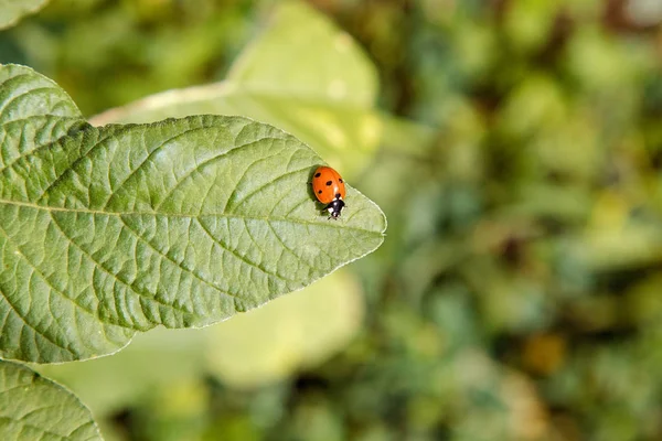 Afbeelding Van Een Kleine Insecten Lieveheersbeestje Zit Een Groen Blad — Stockfoto